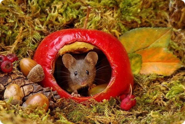 Забавные мышата от фотографа дикой природы Саймона Делла