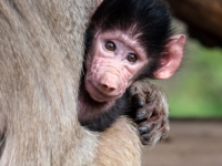 В зоопарке Окленда родился детеныш гамадрила