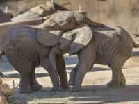 Игривые африканские слонята из зоопарка Сан-Диего