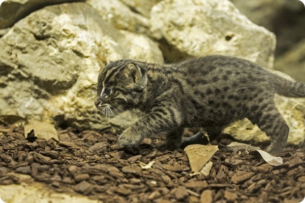В зоопарке Хеллабрунн родился детеныш кошки-рыболова
