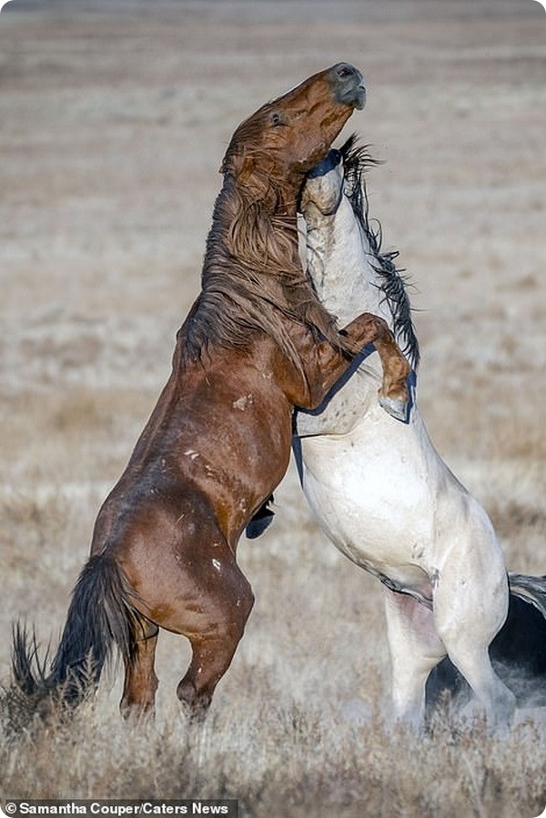 Схватка между двумя жеребцами на одном из пастбищ штата Юта