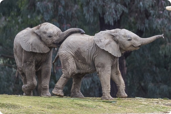Игривые африканские слонята из зоопарка Сан-Диего