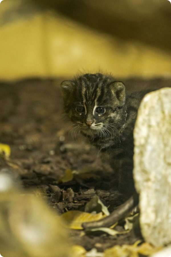 В зоопарке Хеллабрунн родился детеныш кошки-рыболова