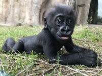 В зоопарке Джексонвилля растят детеныша редкой гориллы