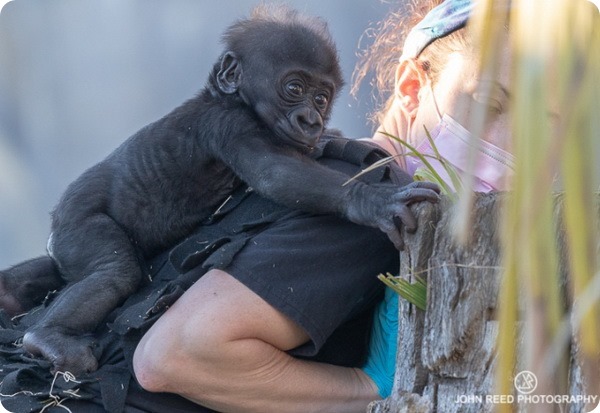 В зоопарке Джексонвилля растят детеныша редкой гориллы