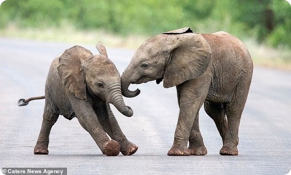 Слонята из Национального парка Крюгера наслаждаются игрой