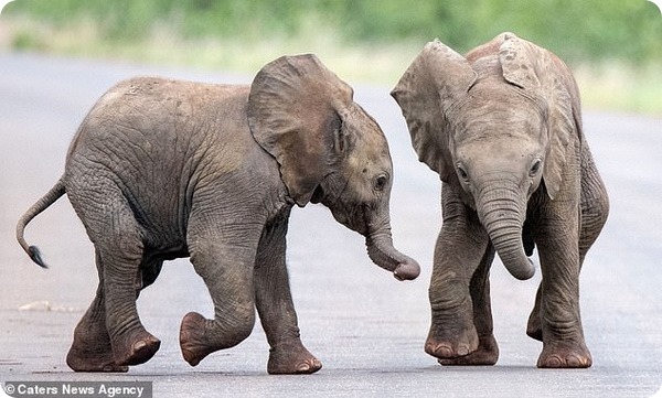 Слонята из Национального парка Крюгера наслаждаются игрой
