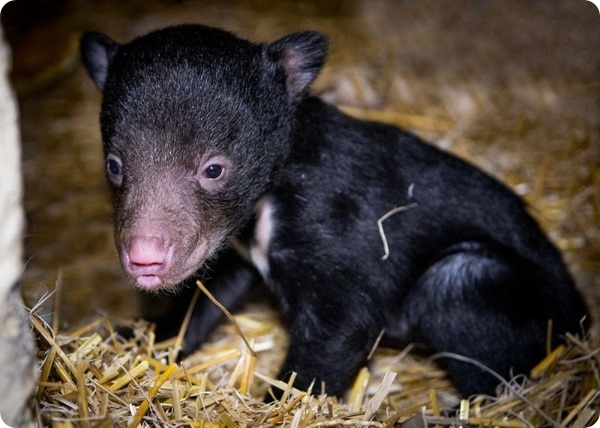 В зоопарке Кливленда родился первый детеныш медведя-губача