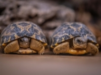 В зоопарке Честера появились две редкие лучистые черепахи