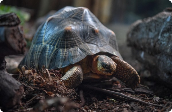 В зоопарке Честера появились две редкие лучистые черепахи
