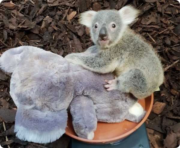 Зоопарк Эдинбурга представил детеныша коалы