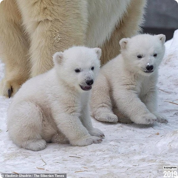 Фотографии белых медвежат из зоопарка Новосибирска