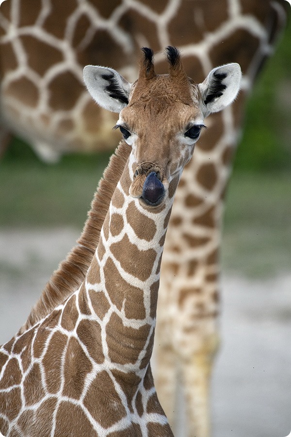 В зоопарке Майами состоялся дебют детёнышей жирафа