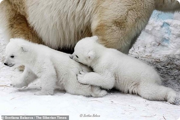 Фотографии белых медвежат из зоопарка Новосибирска
