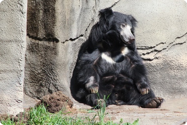 В зоопарке Кливленда родился первый детеныш медведя-губача