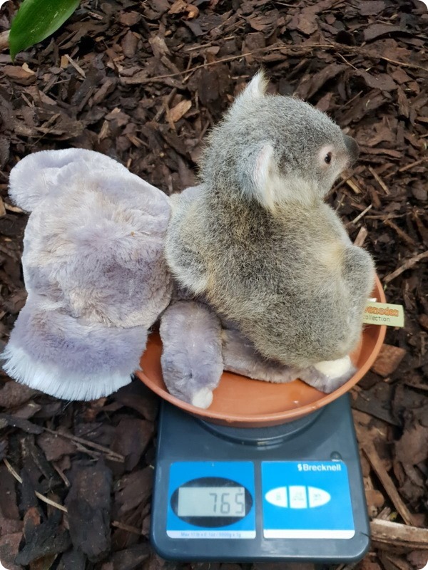 Зоопарк Эдинбурга представил детеныша коалы
