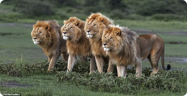 Лучшие фотографии для книги «Вспоминая львов»