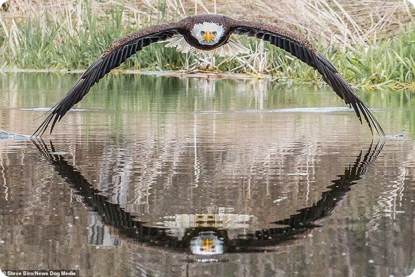 Огромная хищная птица смотрит прямо в камеру фотографа