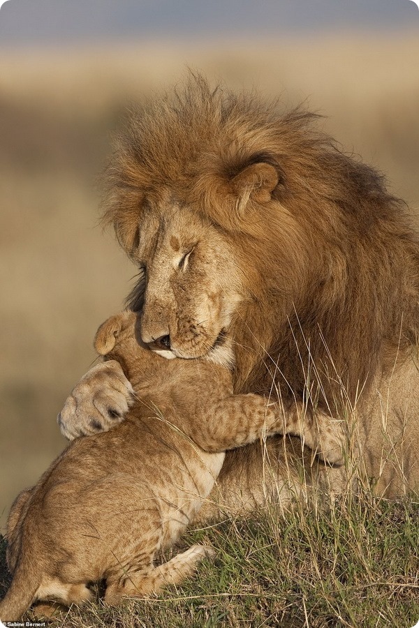 Лучшие фотографии для книги «Вспоминая львов»