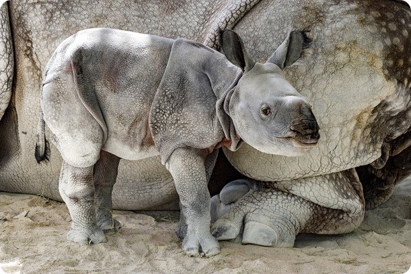 Зоопарк Майями: Встречайте детёныша индийского носорога!