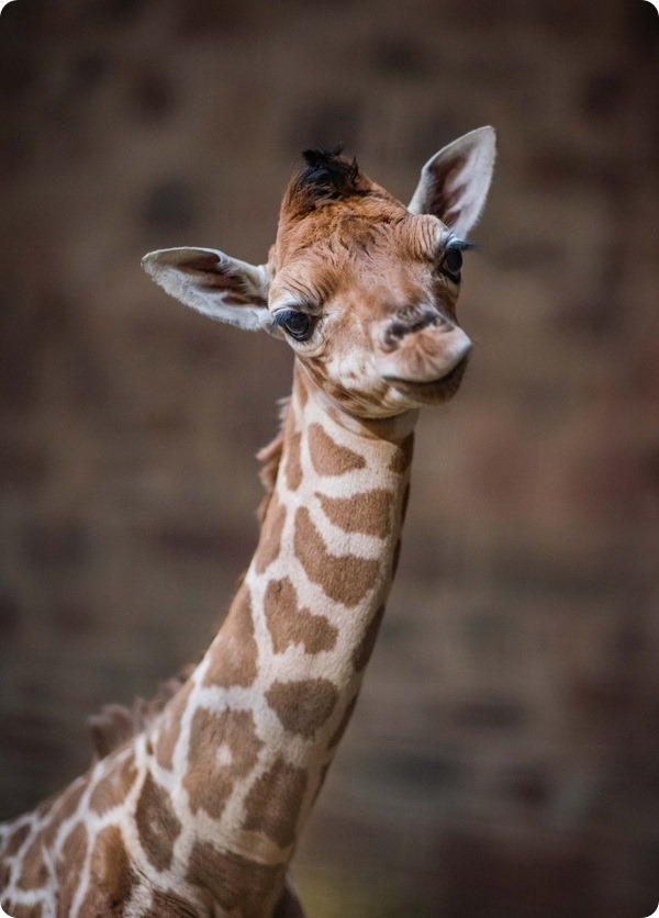 В зоопарке Честера родился детёныш редкого жирафа Ротшильда
