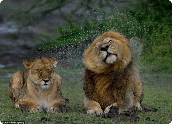 Лев отряхивает мокрую гриву в Национальном парке Серенгети
