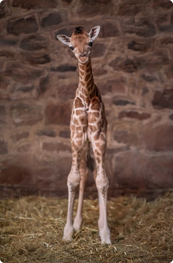 В зоопарке Честера родился детёныш редкого жирафа Ротшильда