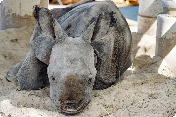 Зоопарк Майями: Встречайте детёныша индийского носорога!