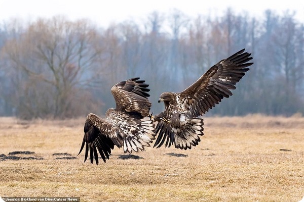 Воздушный поединок двух орлов в Польше