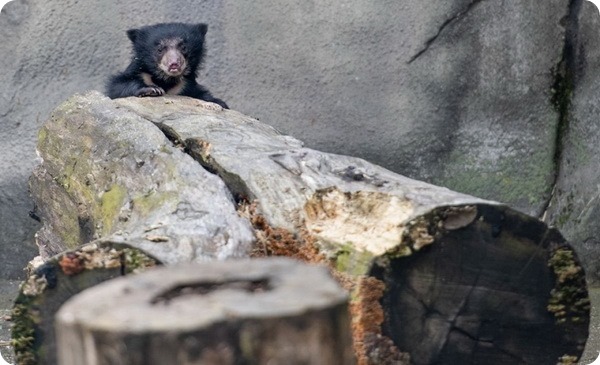 Зоопарк Кливленда представил детёныша медведя-губача