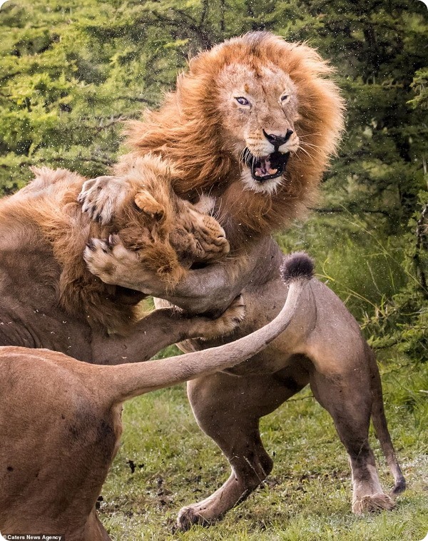 Взрослые самцы льва сражаются за внимание самки