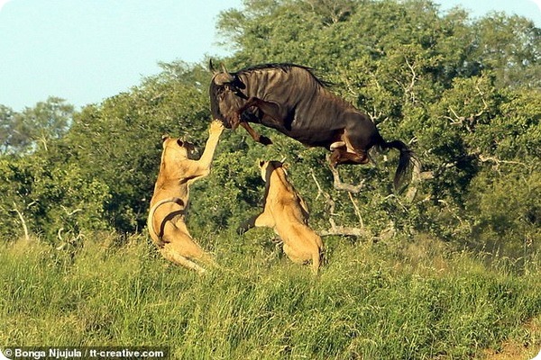 Антилопа Гну ловко уходит от погони в парке Крюгера