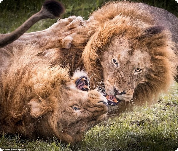 Взрослые самцы льва сражаются за внимание самки