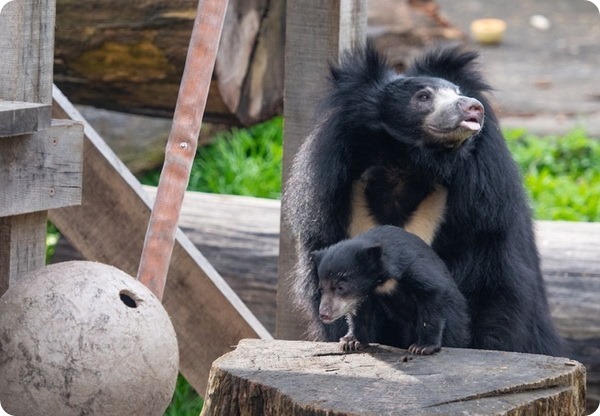 Зоопарк Кливленда представил детёныша медведя-губача