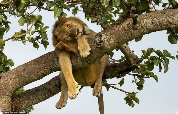 Львы отдыхают на деревьях в одном из национальных парков Уганды