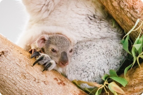 В зоопарке Тампы детеныш коалы показался из сумки матери