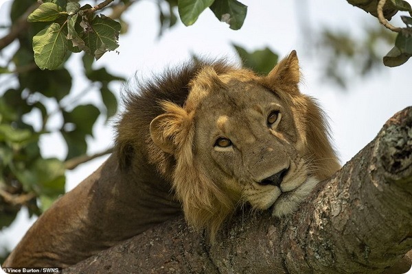 Львы отдыхают на деревьях в одном из национальных парков Уганды