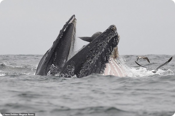 Морскому льву удалось сбежать из пасти горбатого кита