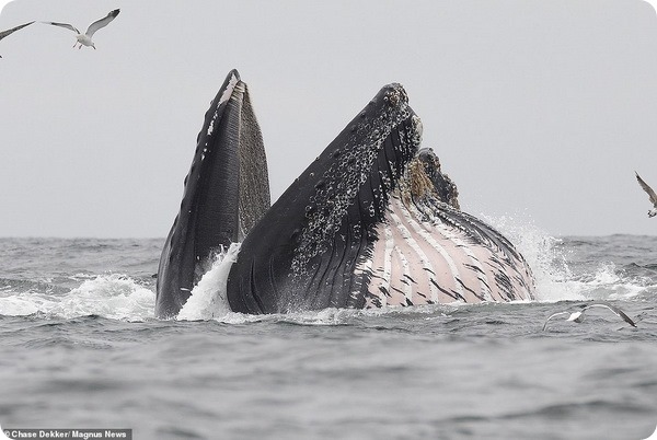 Морскому льву удалось сбежать из пасти горбатого кита