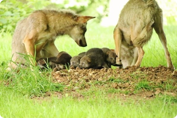 В сафари-парке Лонглит родилось семь волчат
