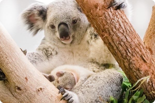 В зоопарке Тампы детеныш коалы показался из сумки матери