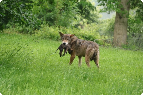 В сафари-парке Лонглит родилось семь волчат