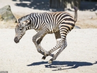Зоопарк Ганновера познакомил посетителей с детёнышами зебр