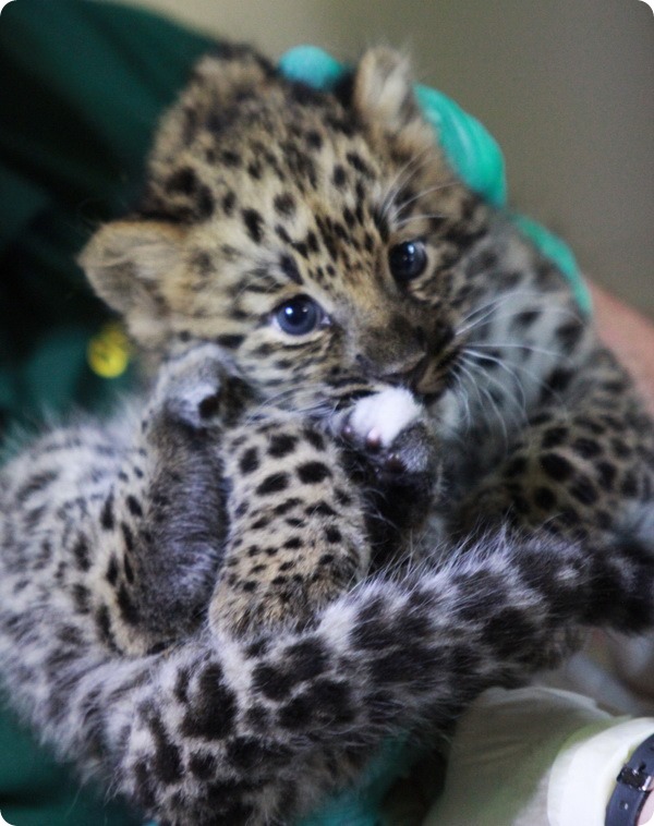 Детёныши амурского леопарда из зоопарка Розамонд Гиффорд