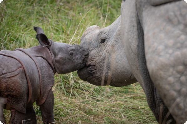 Сафари-парк Уайлдс представил детёныша индийского носорога