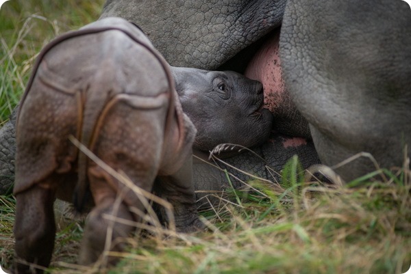 Сафари-парк Уайлдс представил детёныша индийского носорога