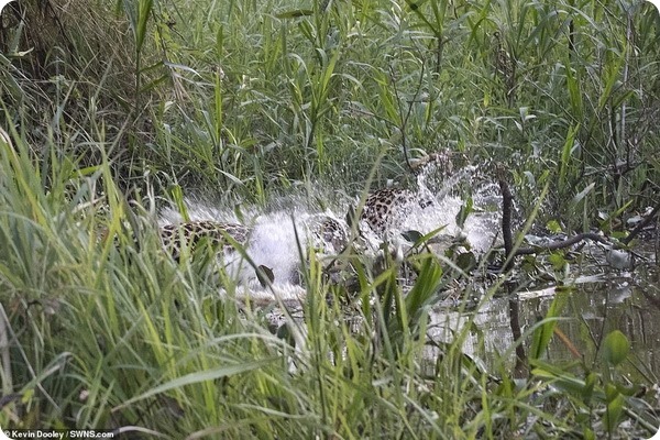 Ягуар атакует крокодила у реки в провинции Пантанал