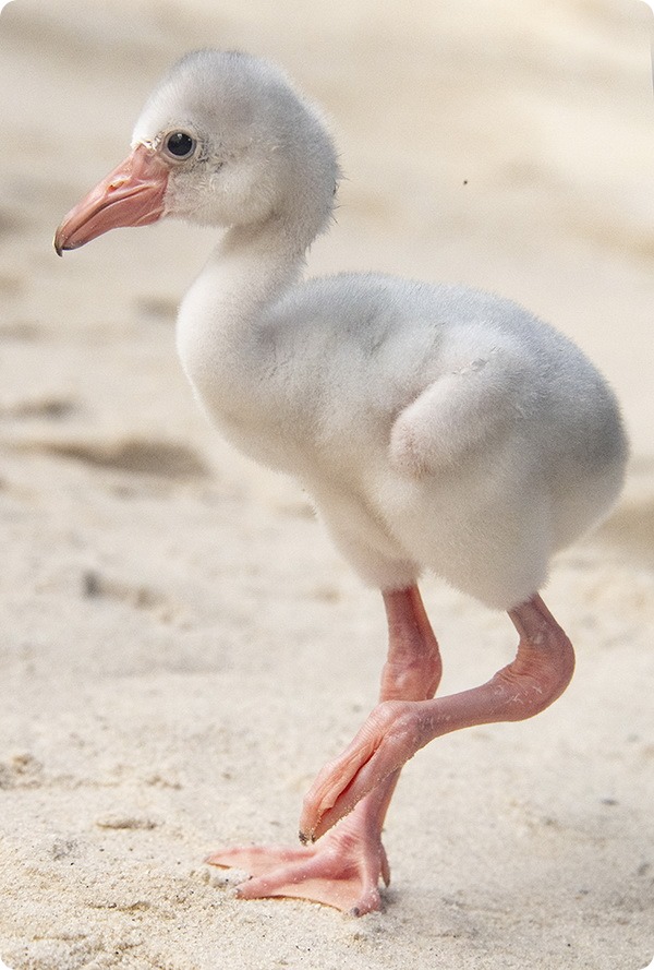 В зоопарке Майами вылупился птенец карибского фламинго