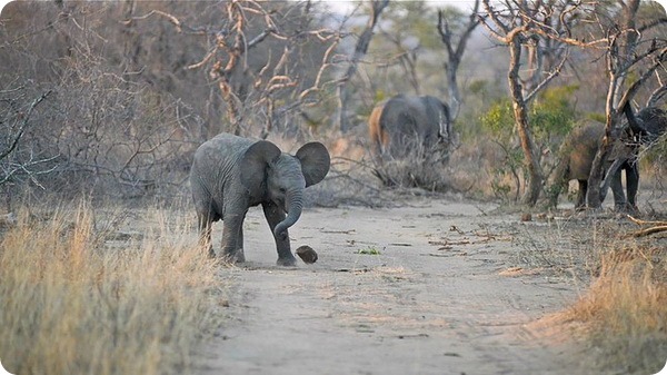 Слонёнок-футболист из заповедника в Южной Африке