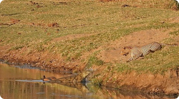 Голодный леопард пытается украсть еду у крокодила